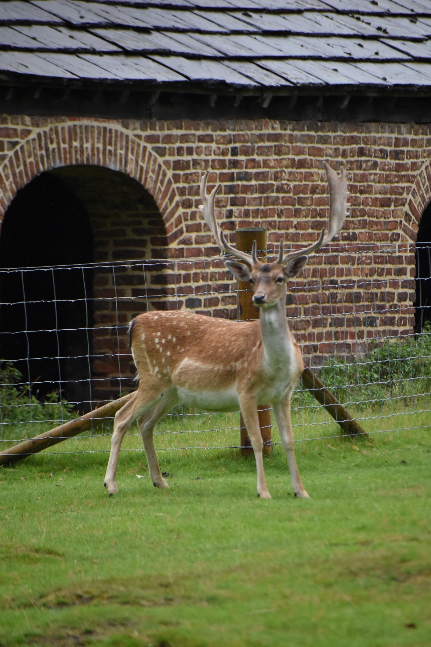 GEO265 Deer outside deer barn at Dunham Massey
