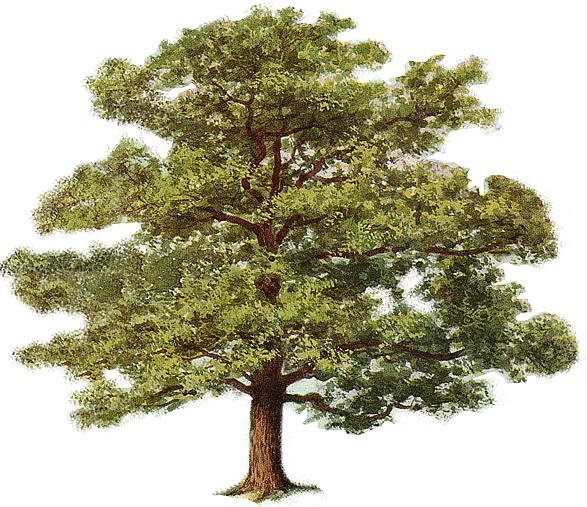 tree-clipart-4